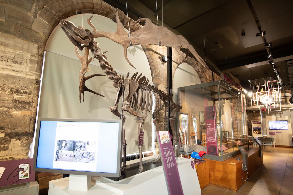 Oisin the Deer in the Museum