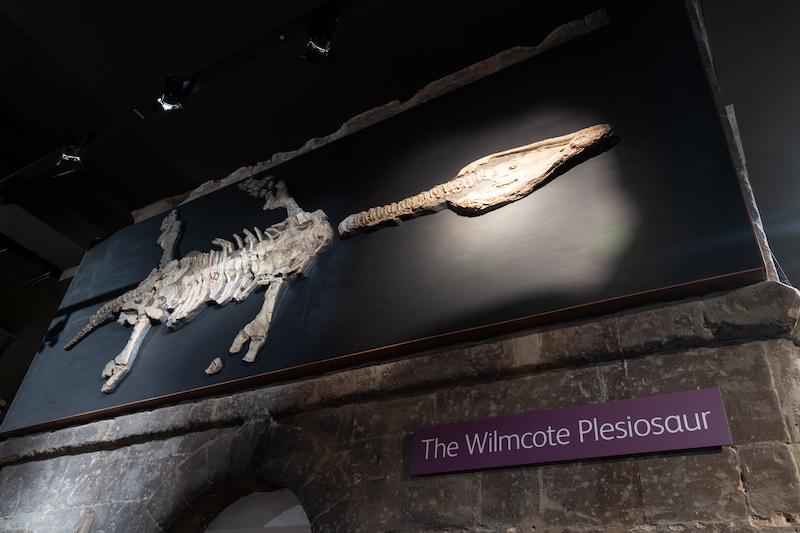 An image of a fossil displayed in Market Hall Museum