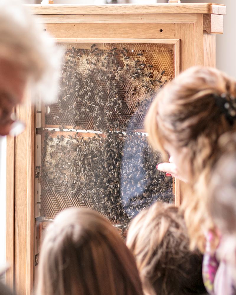 An image of a group of people looking at a bee hive display