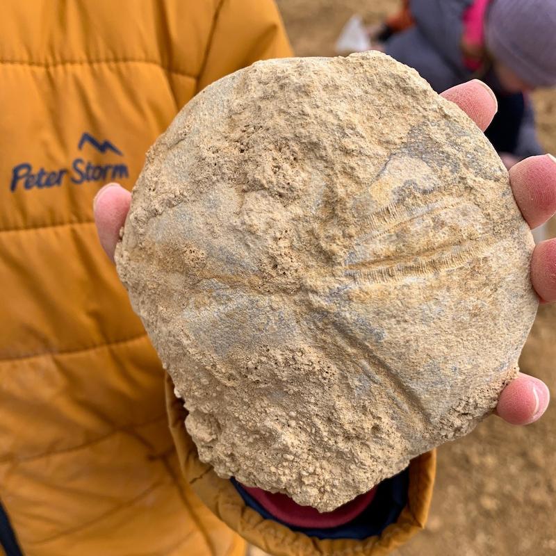 Image of a fossil found on the hunt