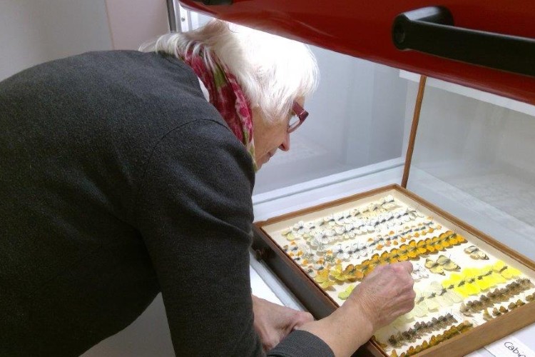 Someone arranging a display