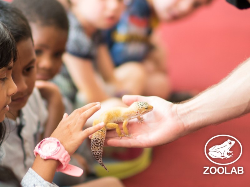 A child touching a reptile