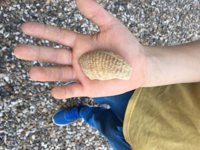 Someone holding an ammonite