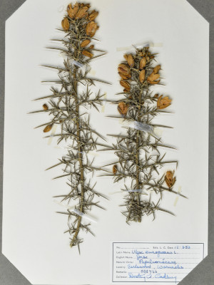 Herbaria