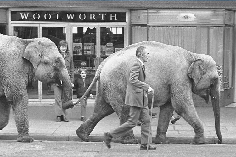 Black and white photograph of two elephants being lead through the streets of Leamington Spa by a formally dressed man.
