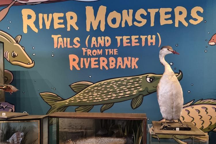 Image of the River Monsters exhibition featuring fish and river birds