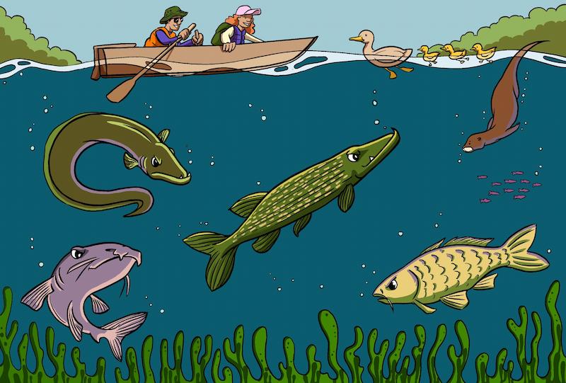 Cartoon image of a row boat on the top of the water, and a variety of large &#039;monster&#039; fish below