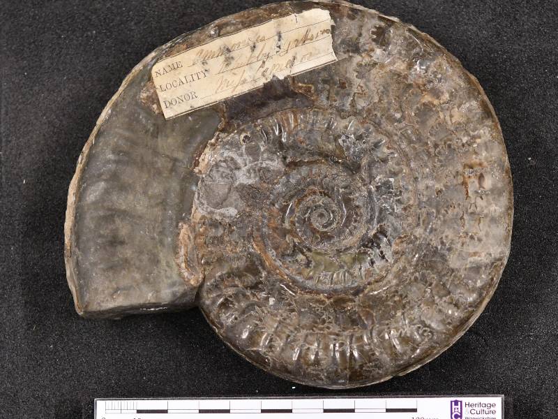 An ammonite