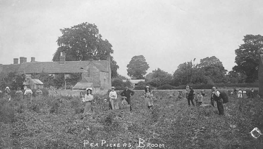 Black and white photograph of pea picking women