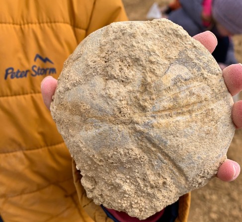 Fossil hunt workshop