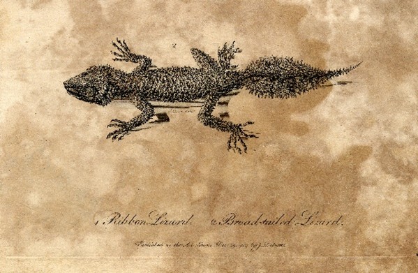 Illustration of a Broad-tailed Lizard