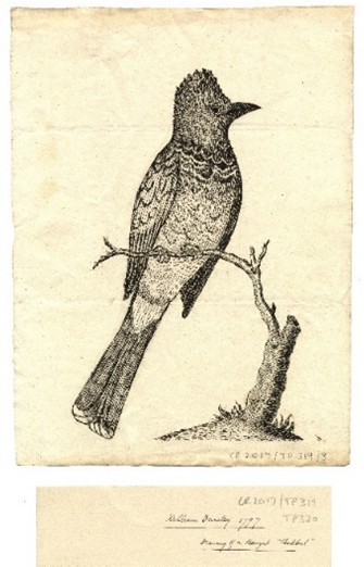 An illustration of a Bengal Bulbul bird