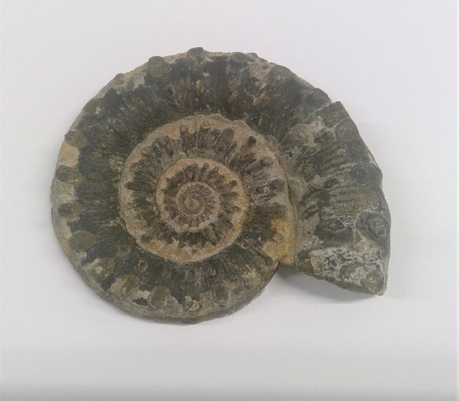 Ammonite