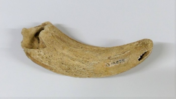 Cow or bison horn core, from the River Alne, South Warwickshire.