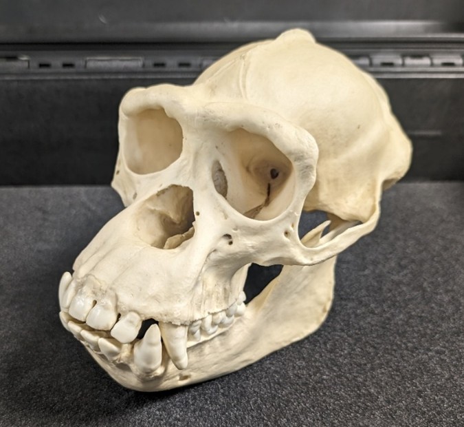 Chimpanzee (Pan troglodytes) Skull