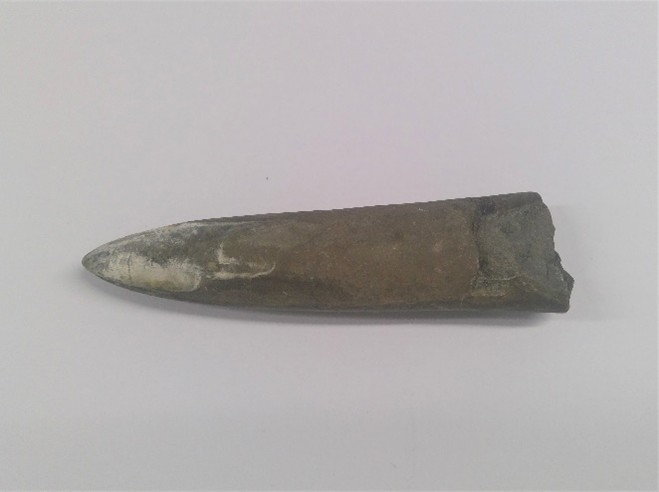 Belemnite