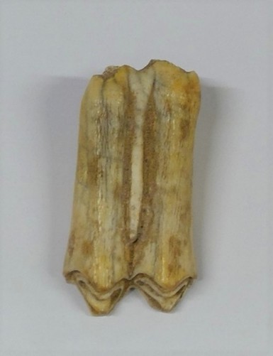Cow or bison molar tooth, location unknown.