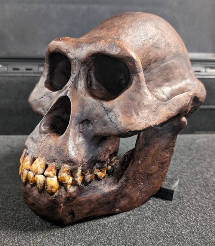 Australopithecus afarensis