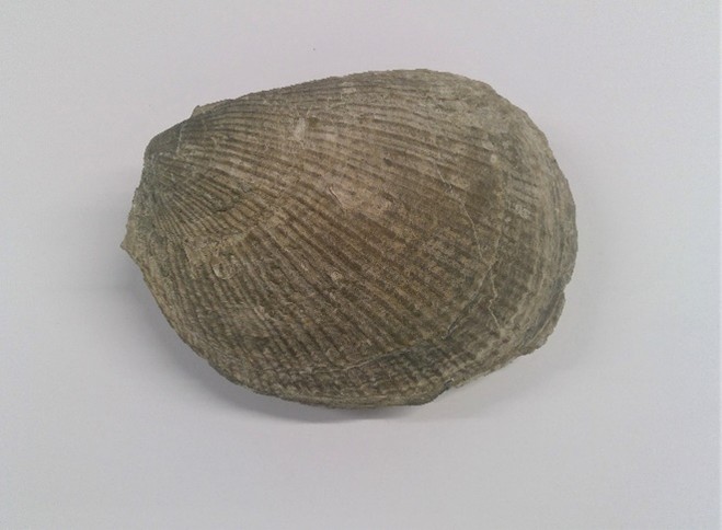 Bivalve