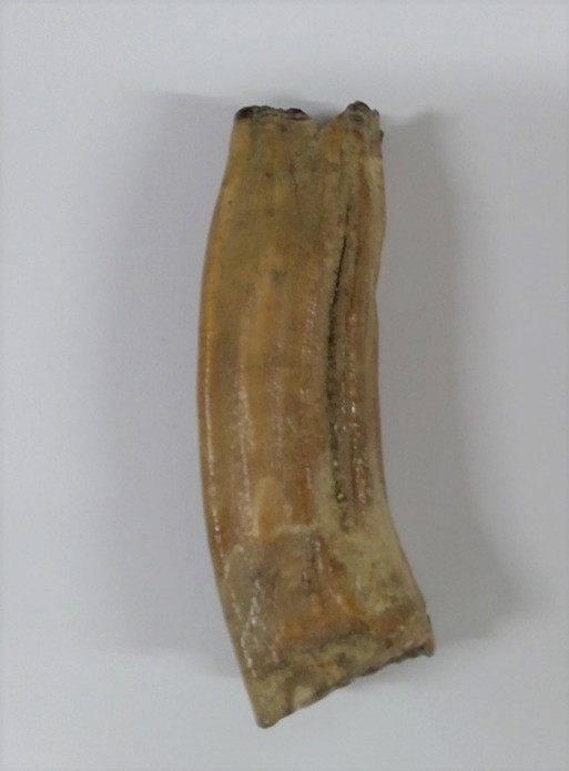 Horse molar tooth, from Bishops Itchington