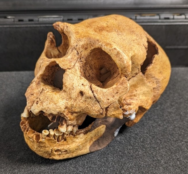 Homo heidelbergensis Skull