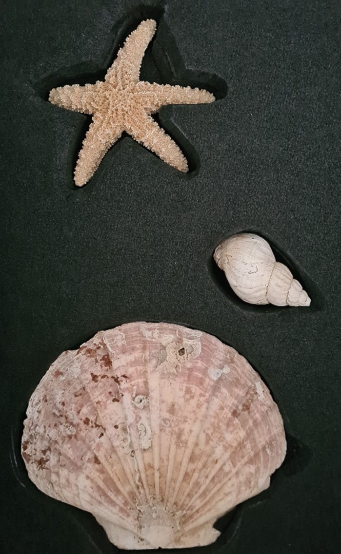 Starfish, Whelk shell, Scallop shell
