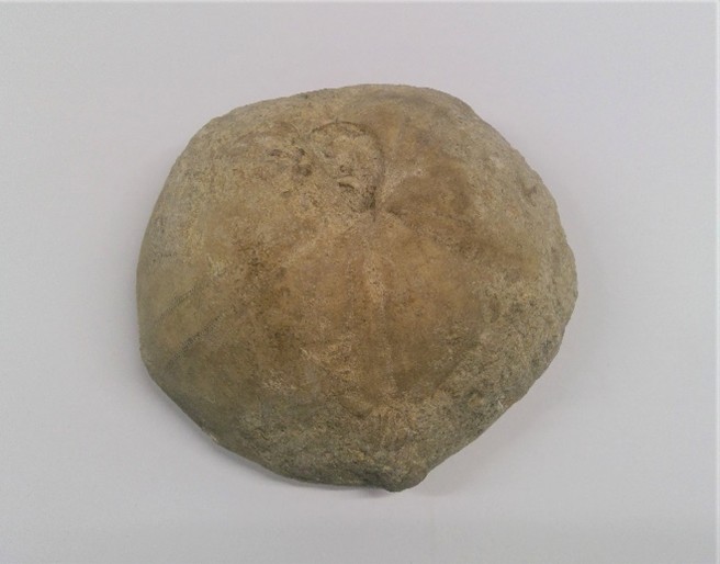 Echinoid