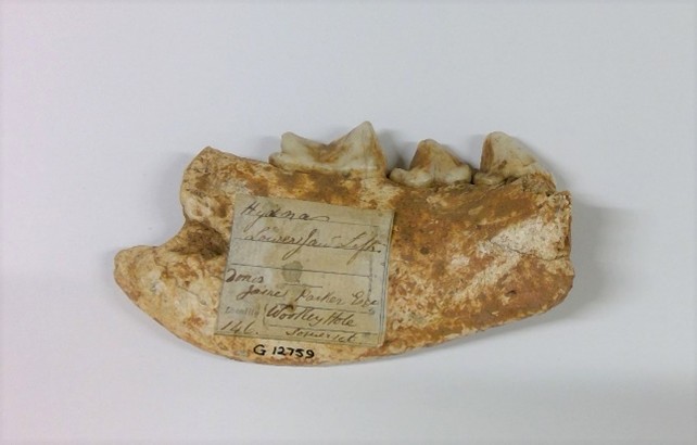 Hyaena jaw, Wookey Hole caves from, Somerset