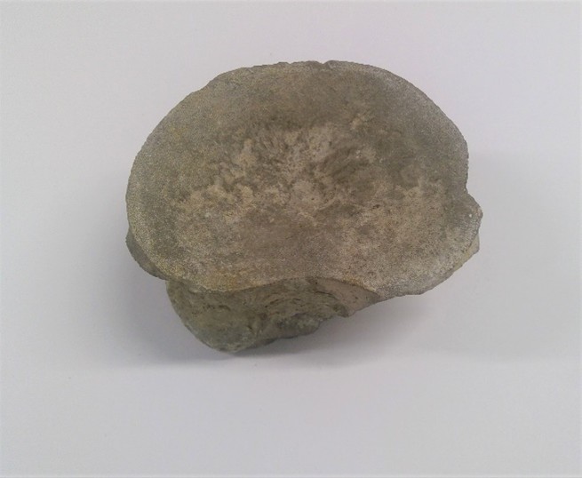 Plesiosaur Vertebra