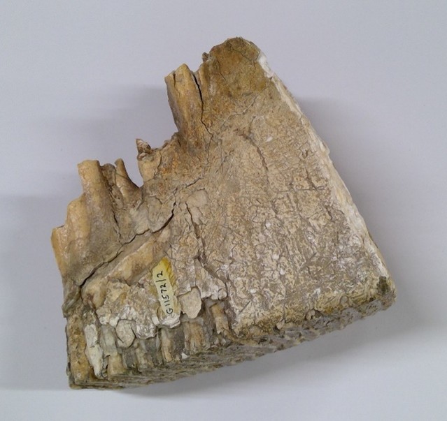 Mammoth molar tooth from Stratford-upon-Avon