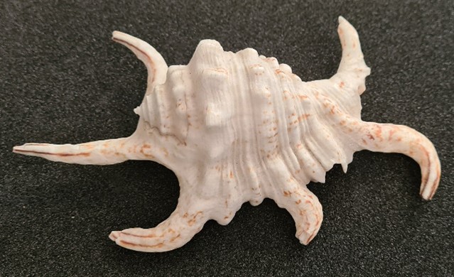 Spider conch shell