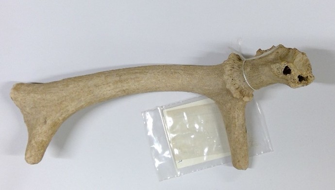 Red deer antler, from Fulbrooke