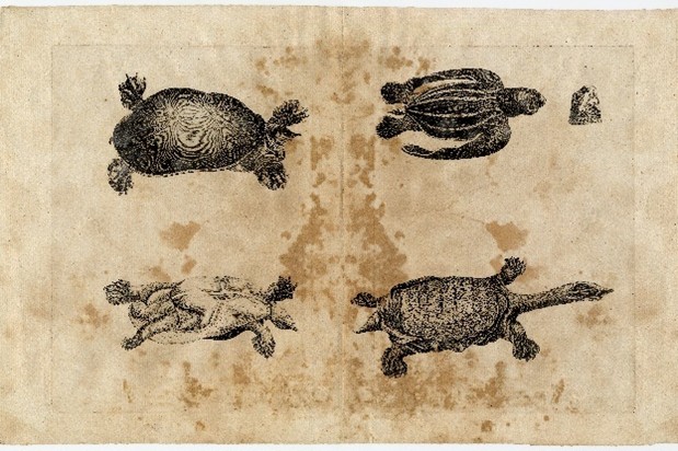 Illustrations of turtles