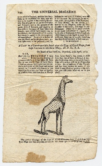 Illustration of a camelopardalis