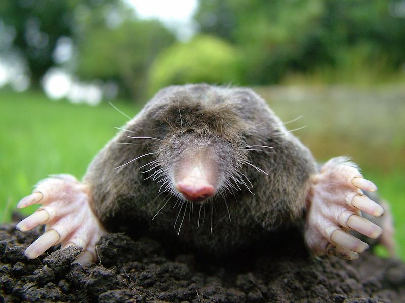 Picture of a mole coming out of the ground