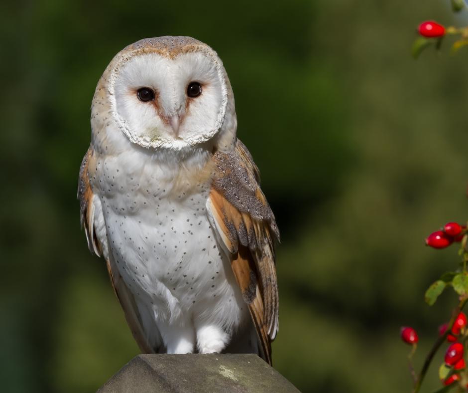 Owl for arty tots promo