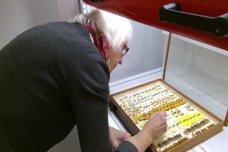 hawkes point volunteers