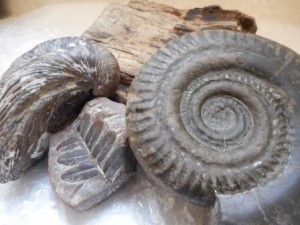 Fossils